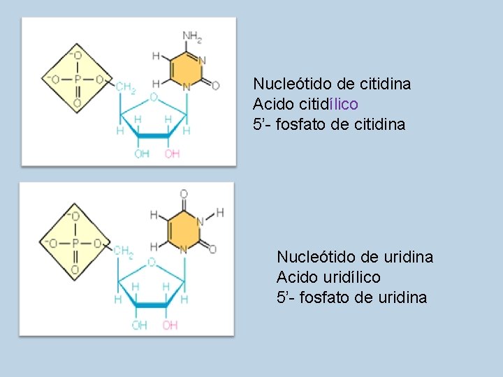 Nucleótido de citidina Acido citidílico 5’- fosfato de citidina Nucleótido de uridina Acido uridílico