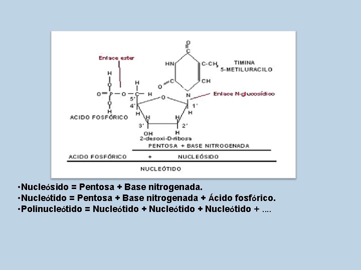  • Nucleósido = Pentosa + Base nitrogenada. • Nucleótido = Pentosa + Base