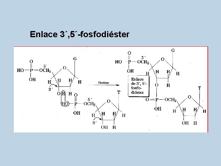 Enlace 3´, 5´-fosfodiéster 