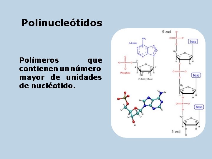 Polinucleótidos Polímeros que contienen un número mayor de unidades de nucléotido. 