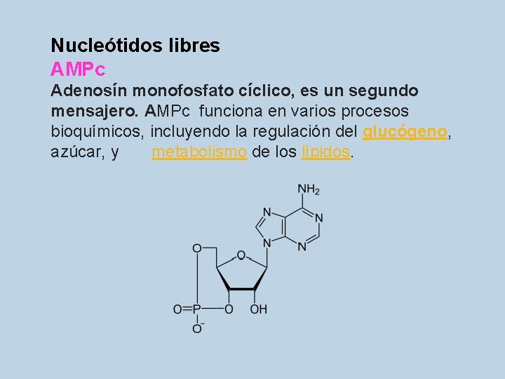 Nucleótidos libres AMPc Adenosín monofosfato cíclico, es un segundo mensajero. AMPc funciona en varios