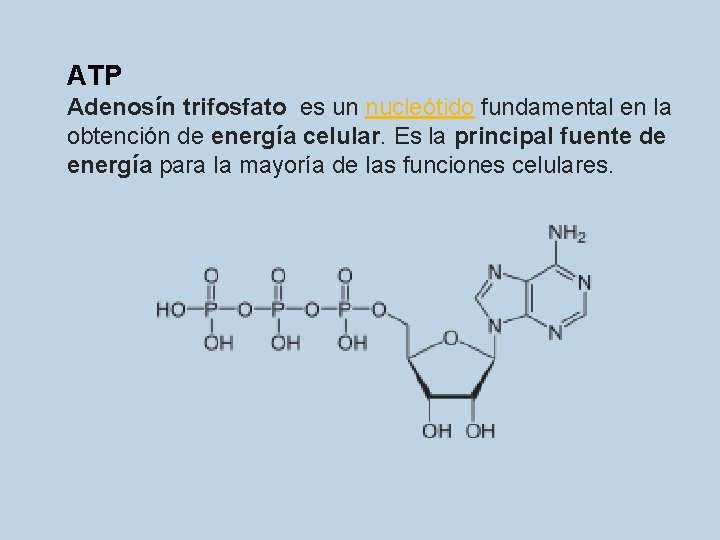 ATP Adenosín trifosfato es un nucleótido fundamental en la obtención de energía celular. Es