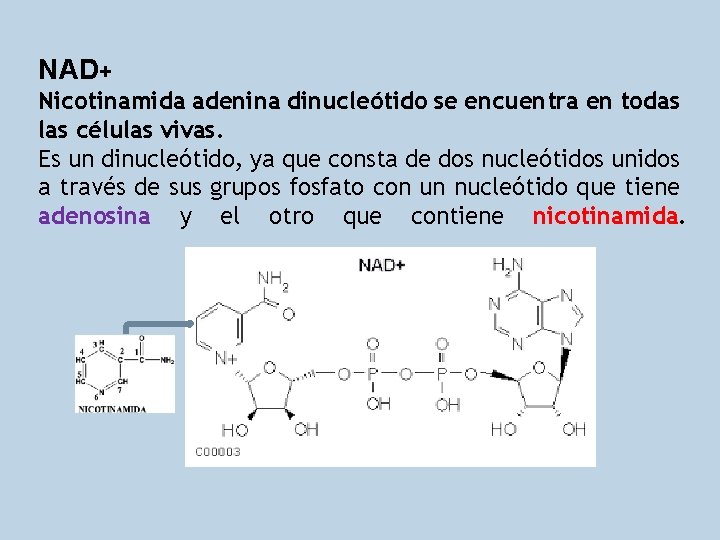 NAD+ Nicotinamida adenina dinucleótido se encuentra en todas las células vivas. Es un dinucleótido,