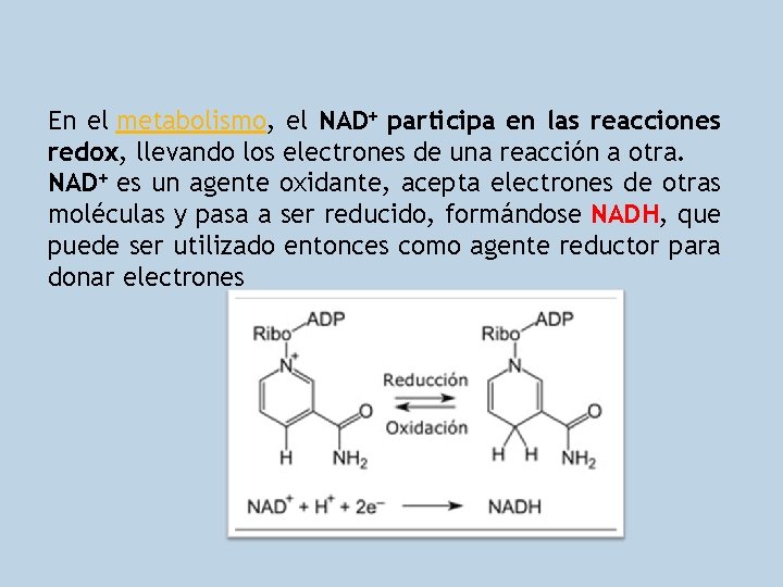 En el metabolismo, el NAD+ participa en las reacciones redox, llevando los electrones de