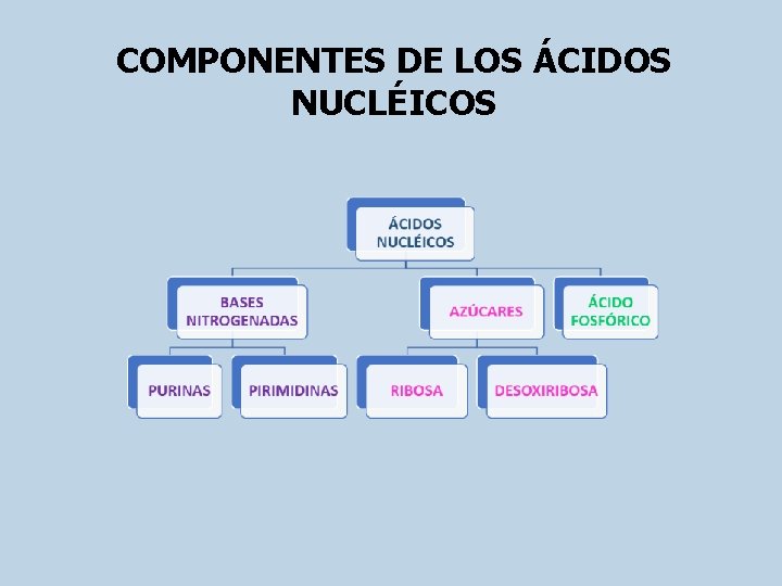 COMPONENTES DE LOS ÁCIDOS NUCLÉICOS 