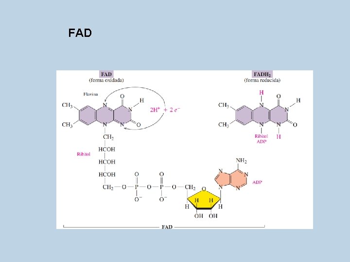 FAD 