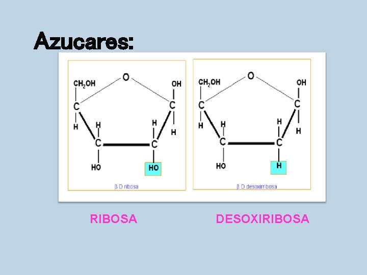 Azucares: RIBOSA DESOXIRIBOSA 
