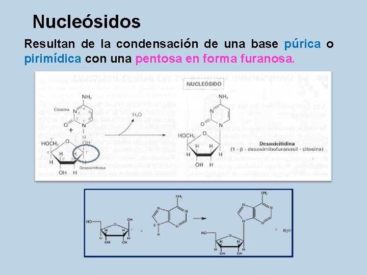 Nucleósidos Resultan de la condensación de una base púrica o pirimídica con una pentosa