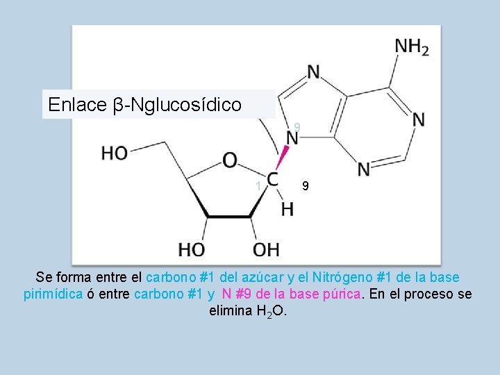 Enlace β-Nglucosídico 9 1 9 Se forma entre el carbono #1 del azúcar y