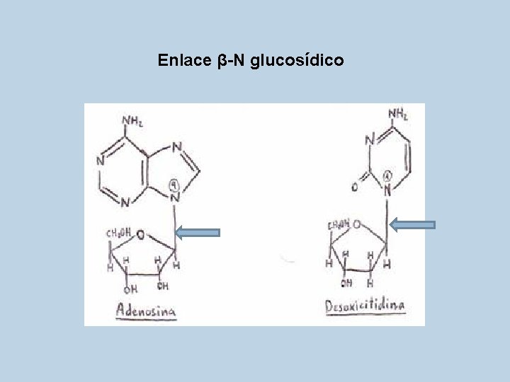 Enlace β-N glucosídico 