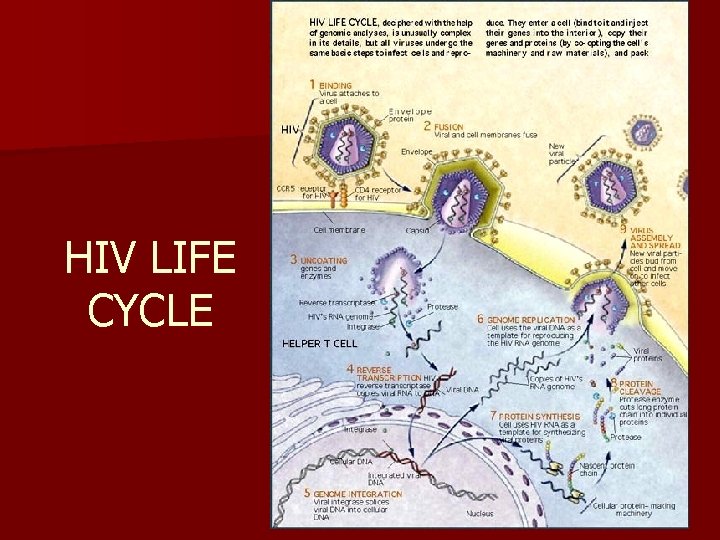 HIV LIFE CYCLE 