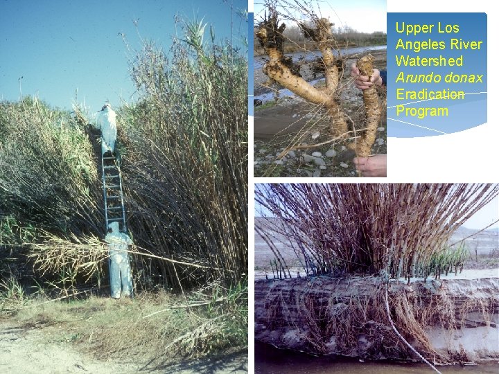 Upper Los Angeles River Watershed Arundo donax Eradication Program 