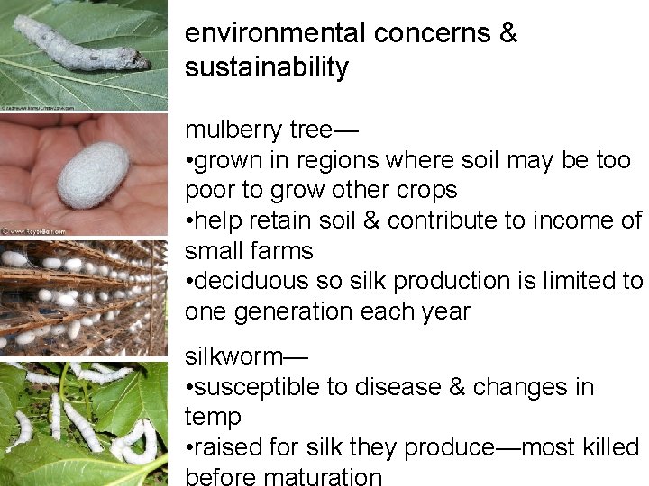environmental concerns & sustainability mulberry tree— • grown in regions where soil may be environmental concerns & sustainability mulberry tree— • grown in regions where soil may be