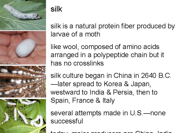 silk is a natural protein fiber produced by larvae of a moth like wool, silk is a natural protein fiber produced by larvae of a moth like wool,