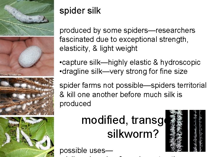 spider silk produced by some spiders—researchers fascinated due to exceptional strength, elasticity, & light spider silk produced by some spiders—researchers fascinated due to exceptional strength, elasticity, & light