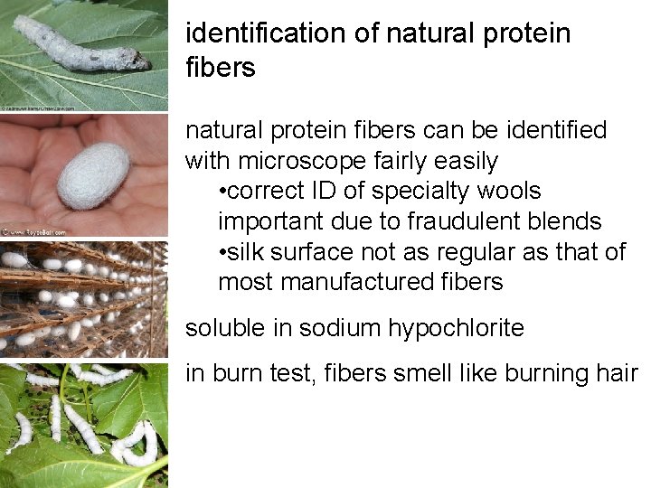 identification of natural protein fibers can be identified with microscope fairly easily • correct identification of natural protein fibers can be identified with microscope fairly easily • correct