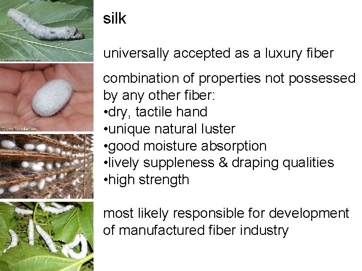 silk universally accepted as a luxury fiber combination of properties not possessed by any silk universally accepted as a luxury fiber combination of properties not possessed by any