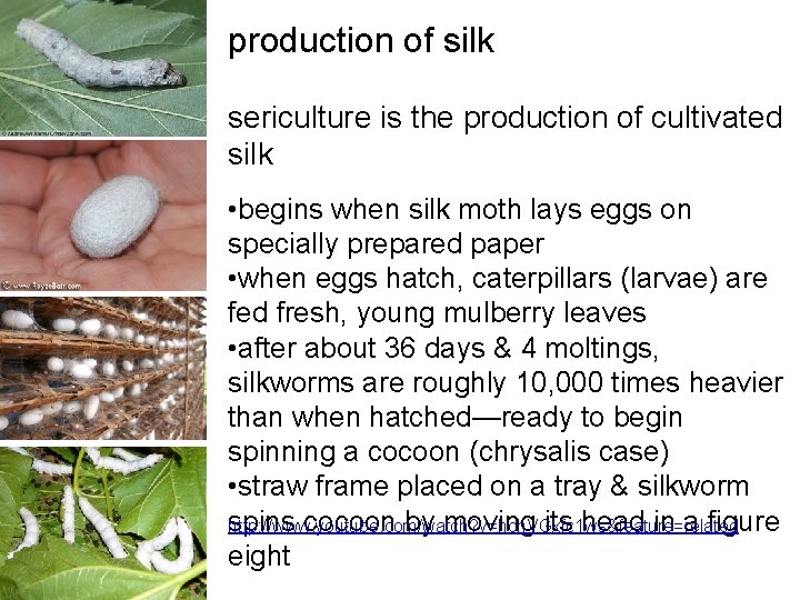 production of silk sericulture is the production of cultivated silk • begins when silk production of silk sericulture is the production of cultivated silk • begins when silk