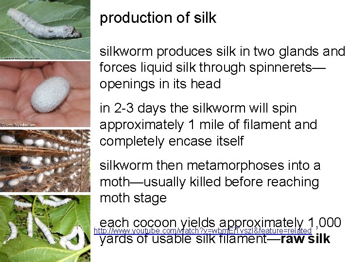 production of silkworm produces silk in two glands and forces liquid silk through spinnerets— production of silkworm produces silk in two glands and forces liquid silk through spinnerets—