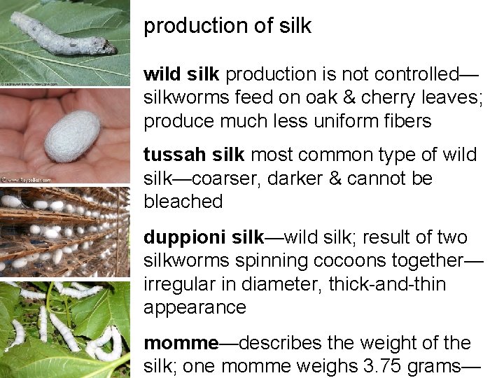production of silk wild silk production is not controlled— silkworms feed on oak & production of silk wild silk production is not controlled— silkworms feed on oak &