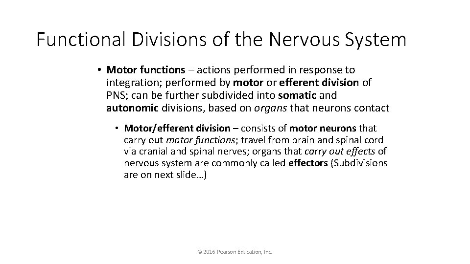Functional Divisions of the Nervous System • Motor functions – actions performed in response