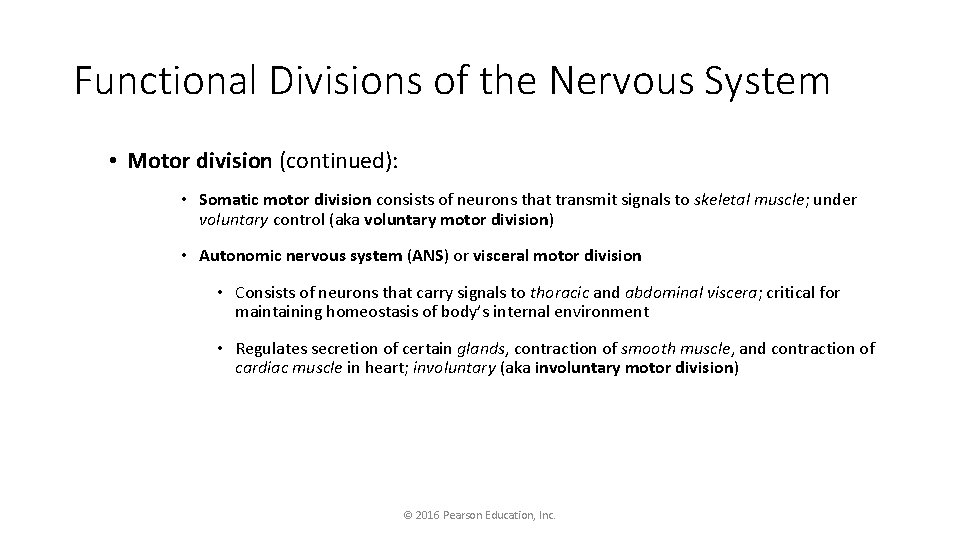 Functional Divisions of the Nervous System • Motor division (continued): • Somatic motor division
