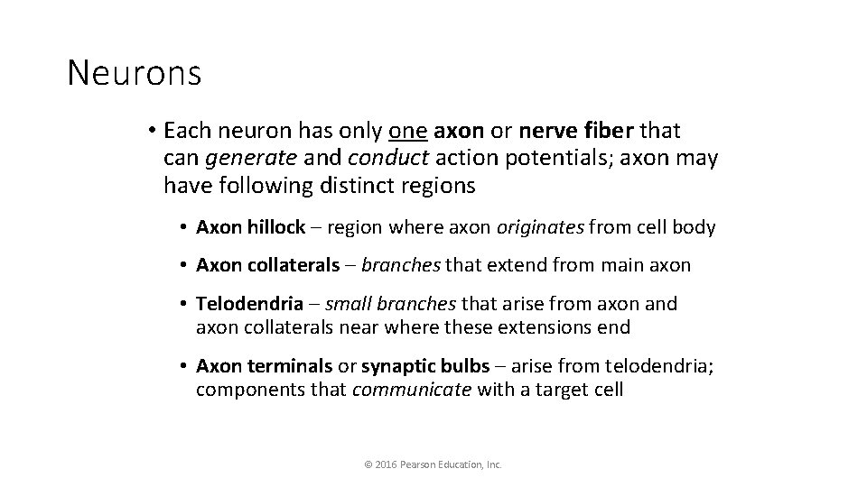 Neurons • Each neuron has only one axon or nerve fiber that can generate