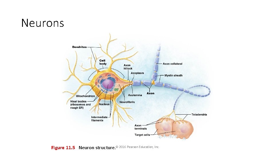 Neurons Figure 11. 5 Neuron structure. © 2016 Pearson Education, Inc. 