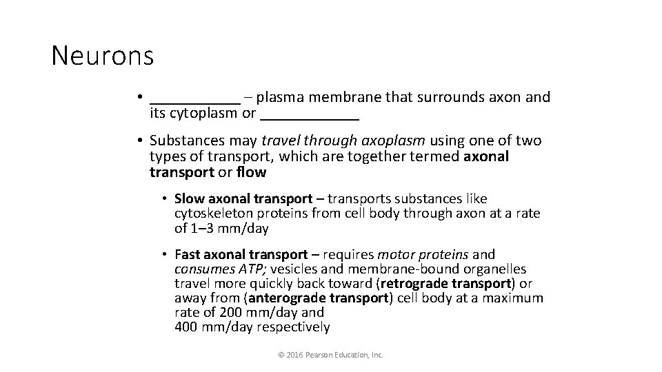 Neurons • ______ – plasma membrane that surrounds axon and its cytoplasm or ______