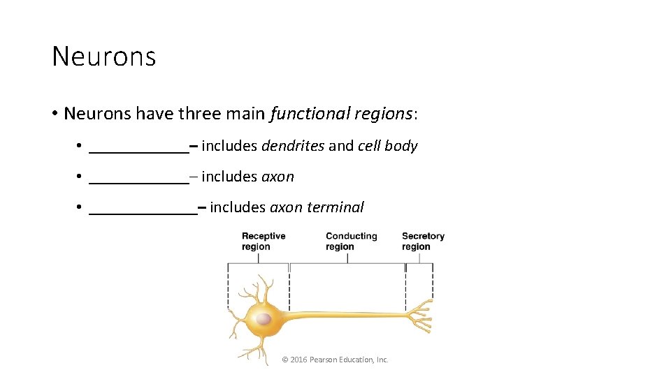 Neurons • Neurons have three main functional regions: • ______– includes dendrites and cell