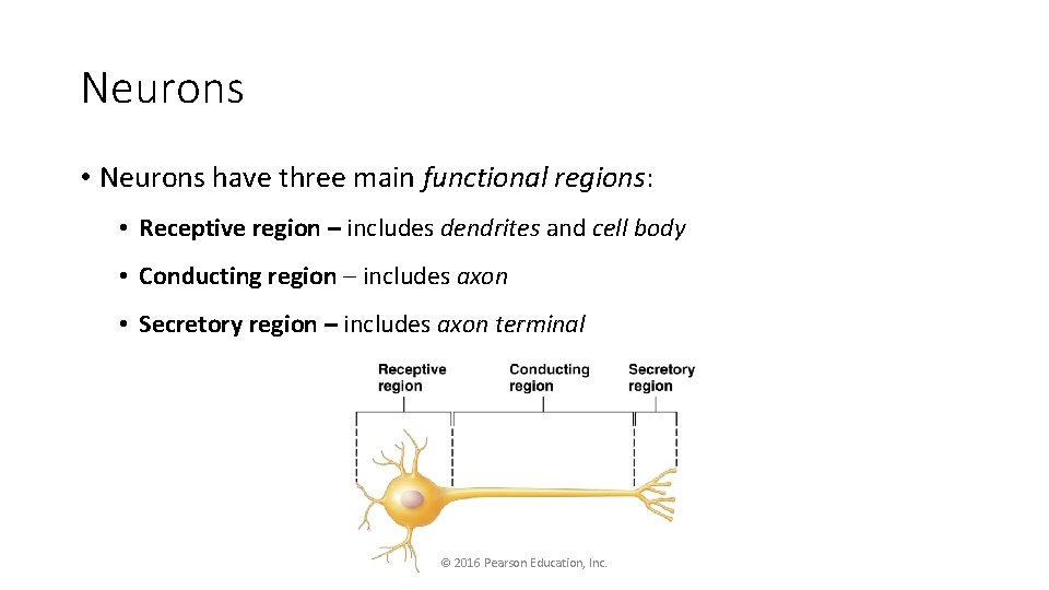 Neurons • Neurons have three main functional regions: • Receptive region – includes dendrites