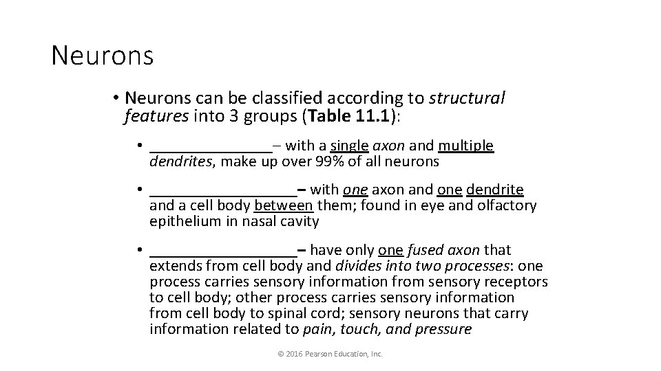 Neurons • Neurons can be classified according to structural features into 3 groups (Table