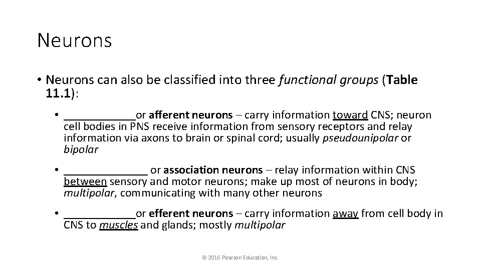 Neurons • Neurons can also be classified into three functional groups (Table 11. 1):