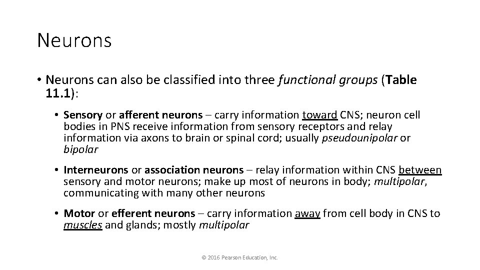 Neurons • Neurons can also be classified into three functional groups (Table 11. 1):