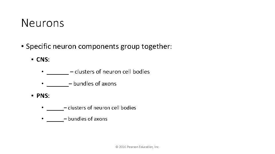 Neurons • Specific neuron components group together: • CNS: • _______ – clusters of
