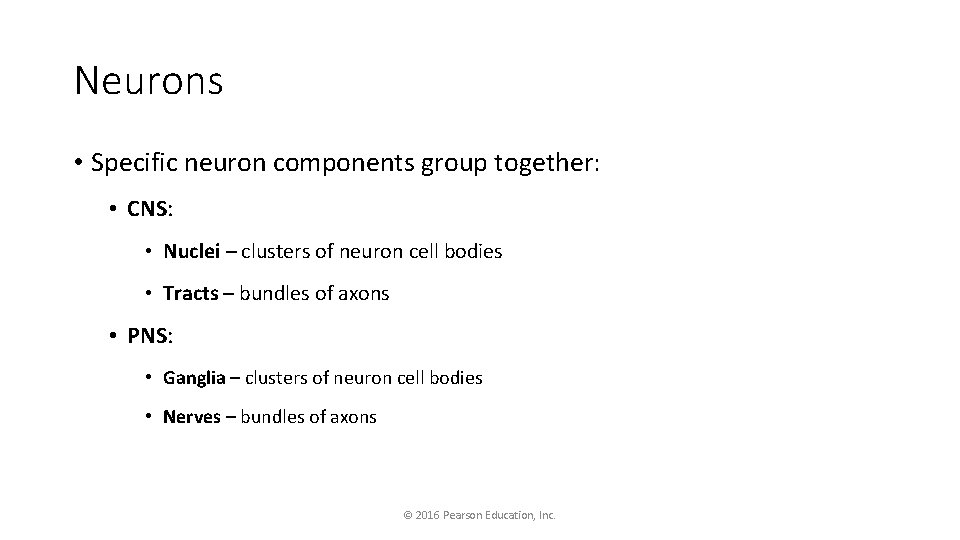 Neurons • Specific neuron components group together: • CNS: • Nuclei – clusters of