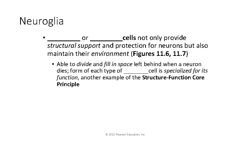 Neuroglia • _____ or _____cells not only provide structural support and protection for neurons