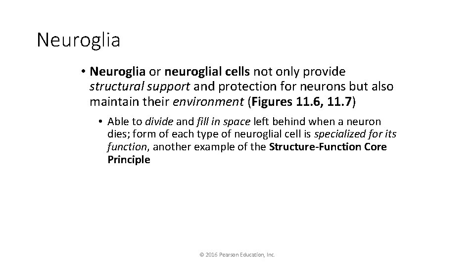 Neuroglia • Neuroglia or neuroglial cells not only provide structural support and protection for
