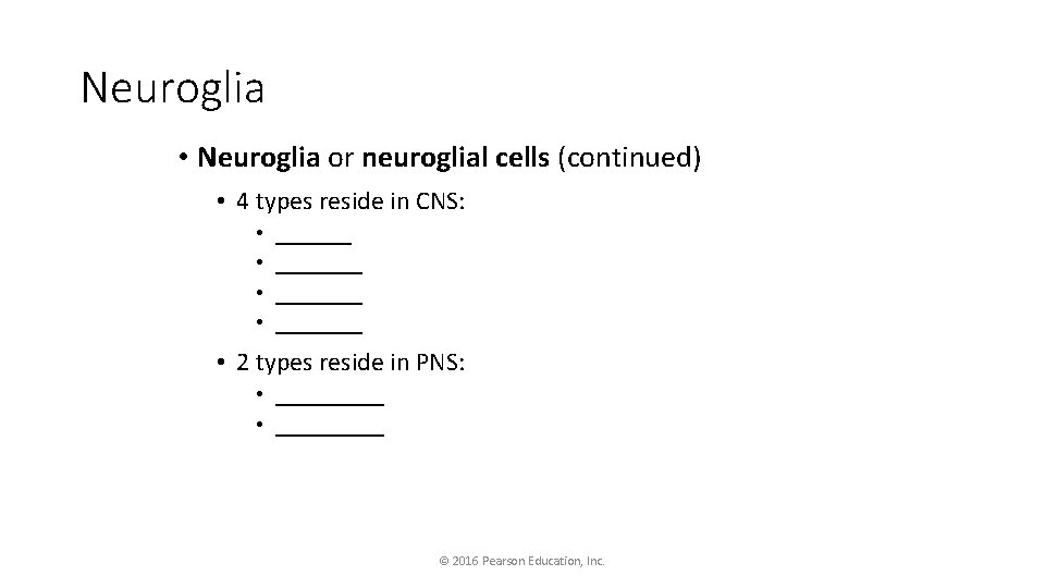 Neuroglia • Neuroglia or neuroglial cells (continued) • 4 types reside in CNS: •