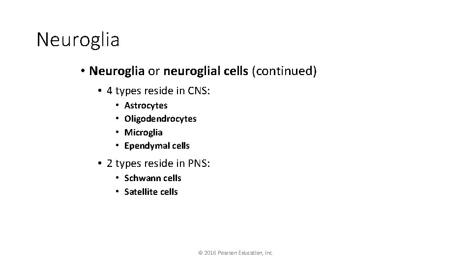 Neuroglia • Neuroglia or neuroglial cells (continued) • 4 types reside in CNS: •