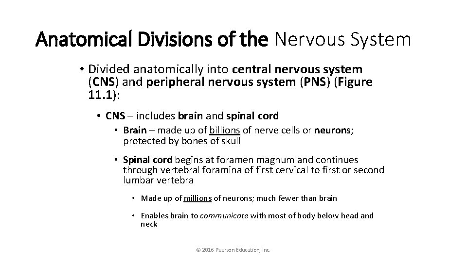 Anatomical Divisions of the Nervous System • Divided anatomically into central nervous system (CNS)