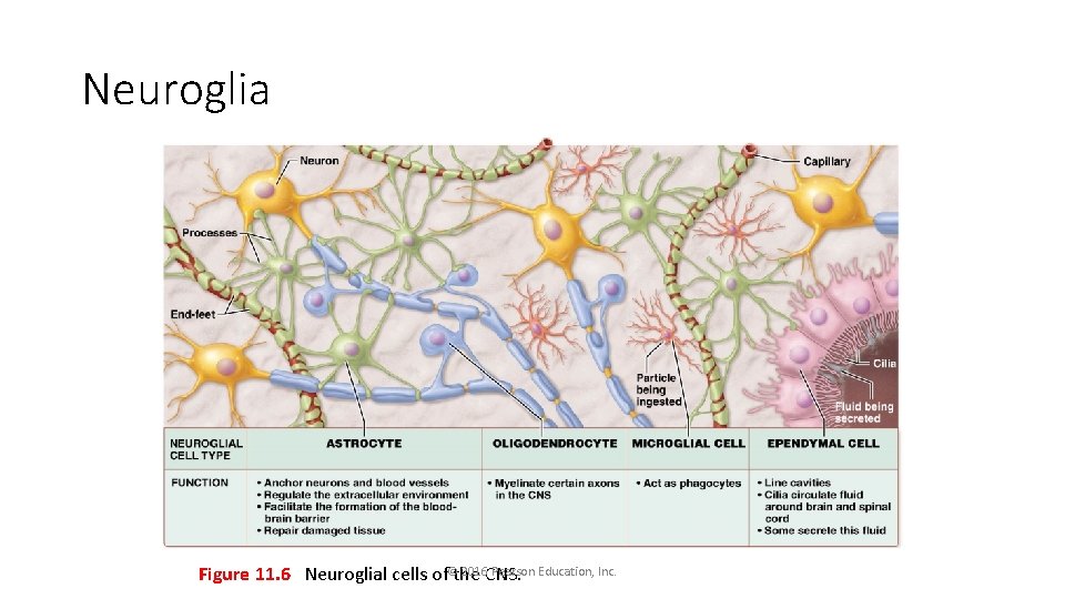 Neuroglia 2016 CNS. Pearson Education, Inc. Figure 11. 6 Neuroglial cells of©the 