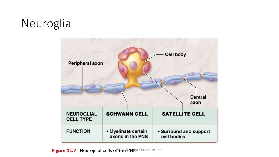 Neuroglia 2016 PNS. Pearson Education, Inc. Figure 11. 7 Neuroglial cells of©the 