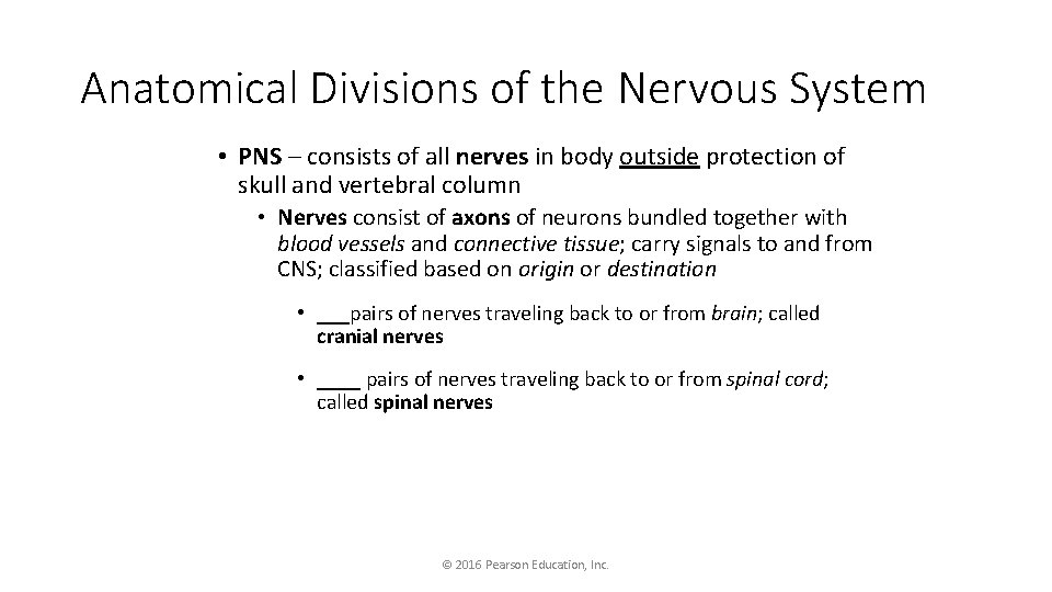 Anatomical Divisions of the Nervous System • PNS – consists of all nerves in