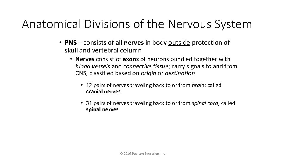 Anatomical Divisions of the Nervous System • PNS – consists of all nerves in