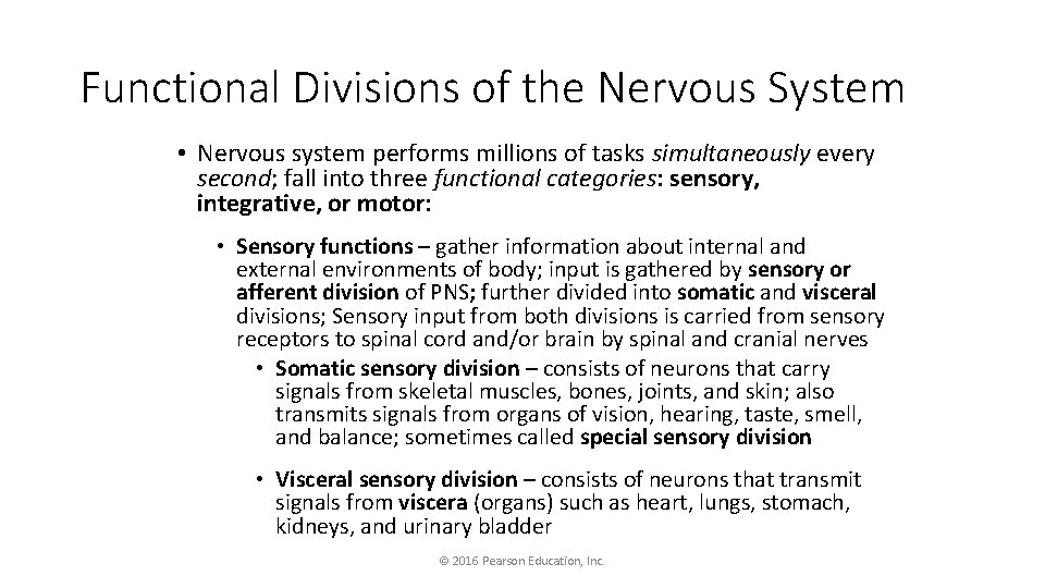 Functional Divisions of the Nervous System • Nervous system performs millions of tasks simultaneously