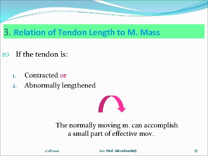 3. Relation of Tendon Length to M. Mass If the tendon is: 1. 2.