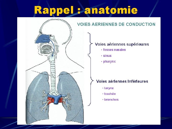 Rappel : anatomie 