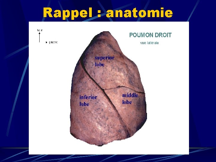 Rappel : anatomie 