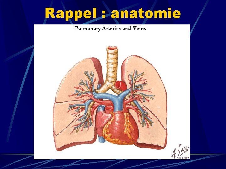 Rappel : anatomie 